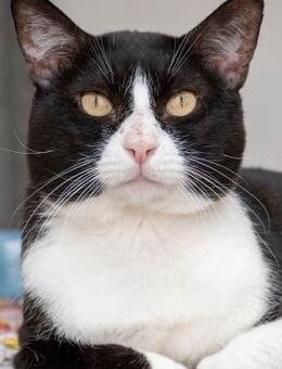 Oreo - Kater sucht seine Herzensfamilie - Bad Camberg