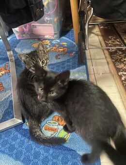 Baby Katzen - Kaiserslautern