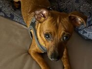 Chihuahua- Pinscher Mischling - Saarbrücken
