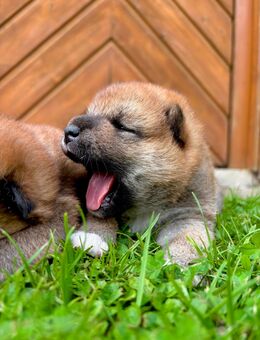 Reinrassige Shiba Inu Welpen in gute Hände abzugeben! - Dierdorf Zentrum
