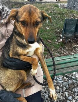 Sehr zarte Hundeseele NUXY sucht ♥️ - München