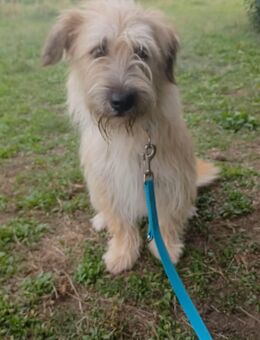 Luna, a.d.Tierschutz, sucht liebevolles Zuhause - Boxberg (Oberlausitz)