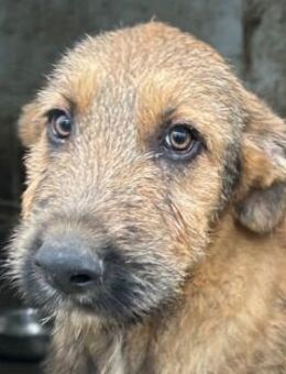 Bluey - superlieber Welpenbub - Hamburg