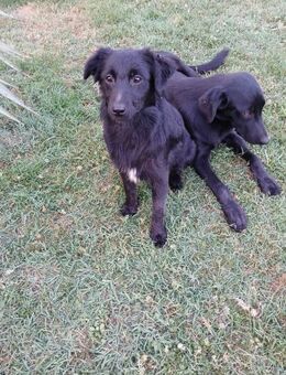 Milo sucht seine Familie fürs Leben 🐾🩵 - Freilassing