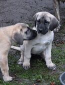 Deutsche Dogge x Herdenschutzhund Welpen in 21039