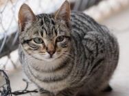 Lieber, junge Kater Lolo und Lucifer - Karlsruhe