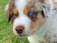 Supersüße gesunde Mini Aussie Shepherd Welpen mit Papieren, geimpft, gechipt, entwurmt, Heimtierausweis - Siegburg Zentrum