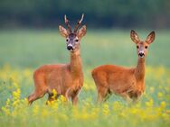 Rehfleisch direkt vom Jäger aus eigener Jagd - Bad Birnbach