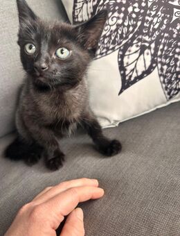Wieder süße kitten abzugeben - Wolfsburg