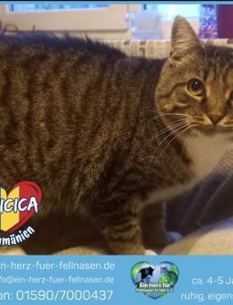 Aricica sucht ein liebevolles Zuhause! - Waakirchen