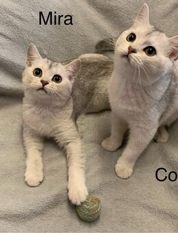 Britisch Kurzhaar BKH Kitten Kätzchen Weibchen - Preußisch Oldendorf
