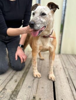 Langzeitinsassin Zoe sucht Zuhause - Neustadt (Rübenberge)
