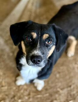 Herr Böhm, klein und freundlich - Bochum