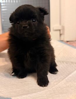 Pomchi Welpen geb 07.10.2025 - Wesel
