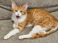 Remi - sucht sein 2. Glück - Kirchheim (München)