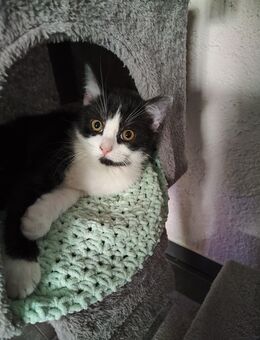 Britisch Kurzhaar Mix Kitten - Mönchberg
