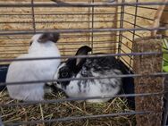 Zwei kaninchen Böcke abzugeben - Eisleben (Lutherstadt)