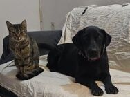 MAYA💖sanft, klug & katzenverträglich - Hamburg