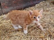 Süße junge Katzen - Halver