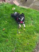 Kleine Dame in 21709