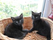 Drollige BKH-Hauskatzen- Mix Babys suchen einen Kuschelplatz auf eurem Sofa ! - Werdau