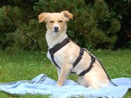 Greata - Mischling - 4 Jahre - Tierhilfe Franken e.V. - Lauf (Pegnitz) Zentrum