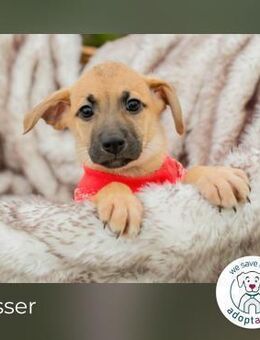 Lesser: Hundekind sucht ein Zuhause - Kirchzell