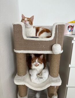 🐾 Neues liebevolles Zuhause für die Kater Tom & Jimmy gesucht 🐾 - Hannover Döhren-Wülfe