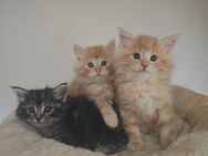 Norwegische Waldkatzen Kitten - Kalefeld