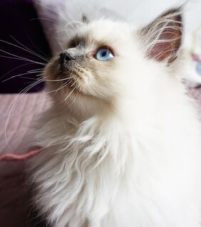 Süße reinrassige Ragdoll Kitten