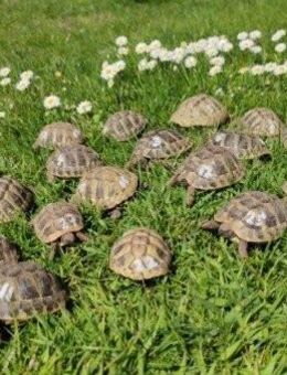 Griechische Landschildkröten aus 2025 - Münster (Hessen)