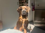 Cane Corso Formentino Rüde 14 Monate kastriert - Mainz