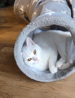 BKH Katze abzugeben - Hohenahr