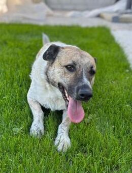 🌸Betty 2 sucht Geborgenheit🌸NOTFALL - Eislingen (Fils)