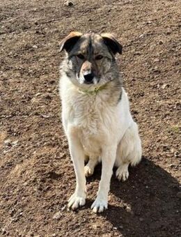 Haila - sucht Zuhause für IMMER - Alfeld (Leine)