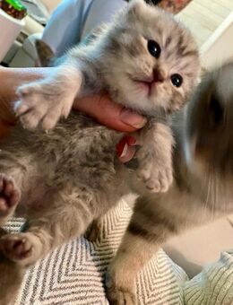 Bkh blue Tabby Jungs suchen schon mal Abgabe zum 6.12 - Zinnowitz