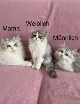 Süße Perserkätzchen! (Ein weibliches & ein männliches) - Köln
