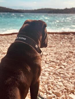 Sharpei in liebevolle Hände abzugeben - Dippoldiswalde Zentrum
