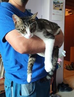 Superkater sucht neuen Wirkungskreis :) - Esslingen (Neckar)