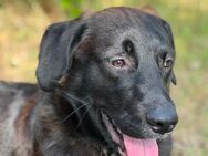 Labrador Mix Rüde sucht ländliches Traumzuhause - Berlin