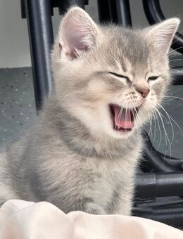 Zauberhafte BKH-Kätzchen (2 Monate) suchen ein liebevolles Zuhause 💕🐱 - Köln