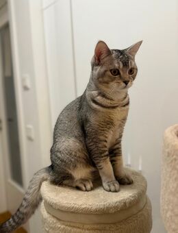 Weißer BKH-Kater sucht liebevolles Zuhause - Hamburg Eimsbüttel