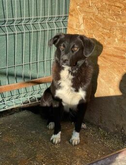 Süßer FREDDY sucht seine Familie - Neuberg