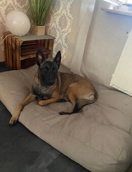 Bildhübsche Malinois Hündin in erfahrene Hände abzugeben! - Lorup