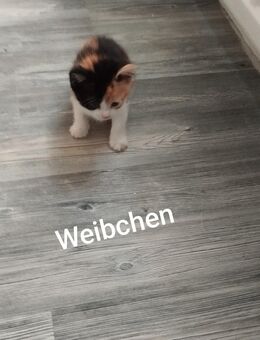Kitten Hauskatze - Windeck