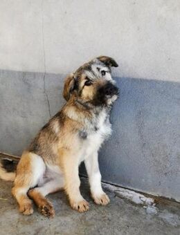 🍀Jilly sucht ein Zuhause🍀 - Ludwigshafen (Rhein)