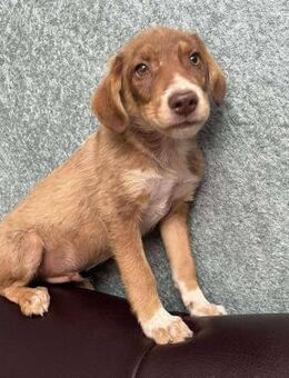 Mylo soll nicht in Rumänien aufwachsen - Blankenheim (Nordrhein-Westfalen)