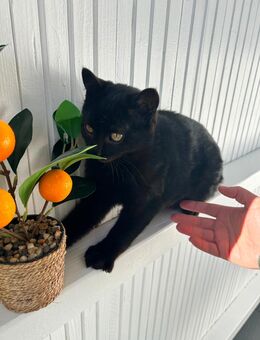 Schwarzes Kitten - europäische Tiger Kater - Ostrach
