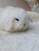 Minilop, Zwergwidder, Häsin, Kaninchen, BEW in 09217