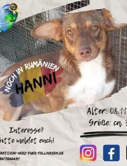 HANNI - die Schwester von Nanni - Waakirchen